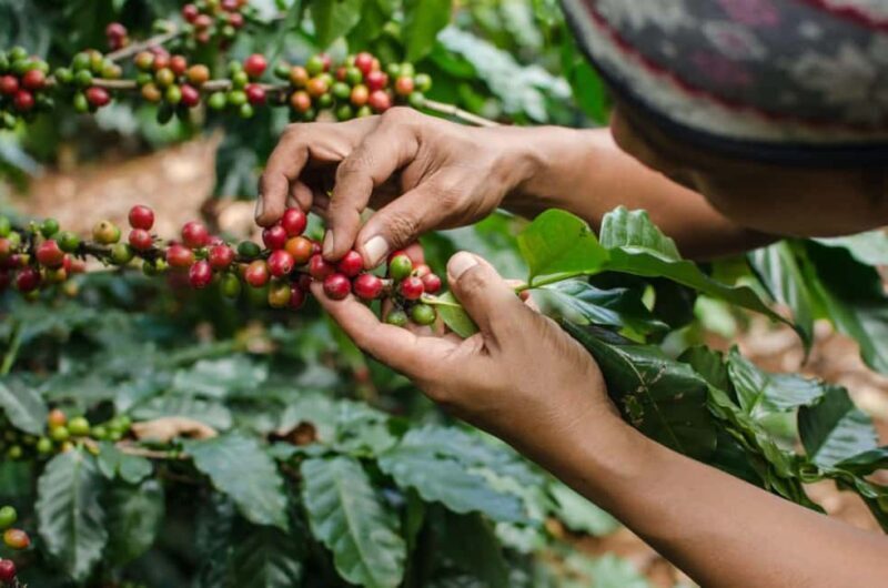 Nairobi Coffee Farm Half Day Tour (All Inclusive) - A Practical Look at Nairobi Coffee Farm Half Day Tour (All Inclusive)