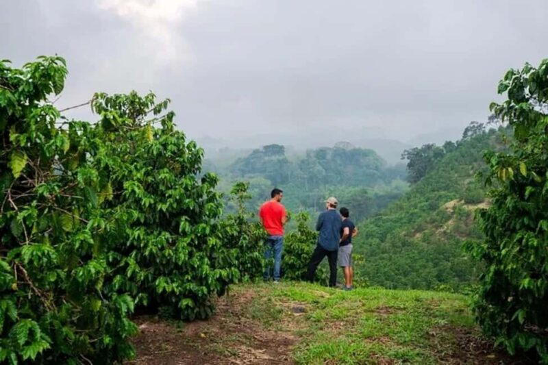 Nairobi Coffee Farm Half Day Tour (All Inclusive) - Why This Tour Offers Good Value