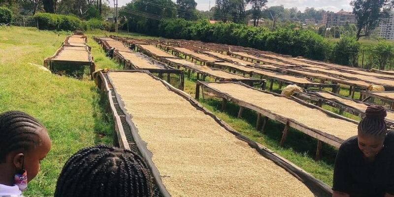 Nairobi Coffee Farm Tour - How the Tour Is Organized