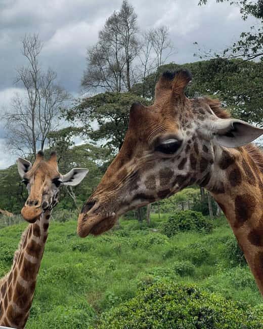 NAIROBI: DAVID SHELDRICK AND GIRAFFE CENTER DAY TRIP - Key Points