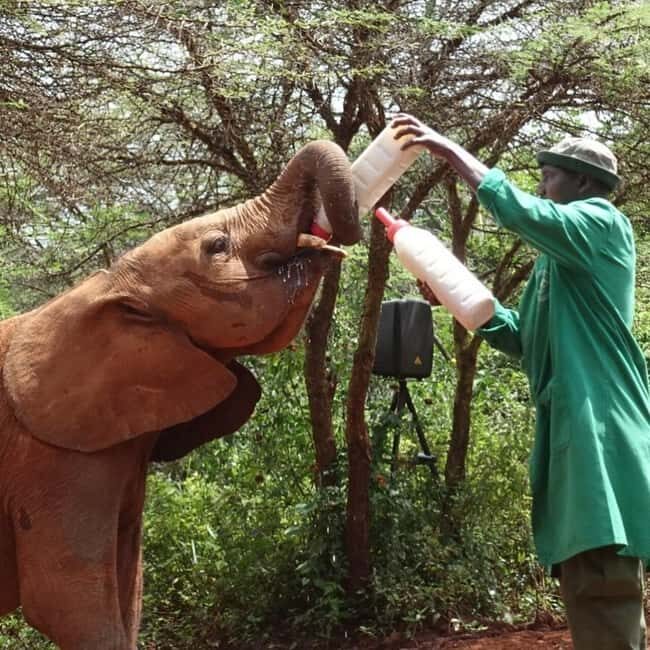 NAIROBI: DAVID SHELDRICK AND GIRAFFE CENTER DAY TRIP - Final Thoughts