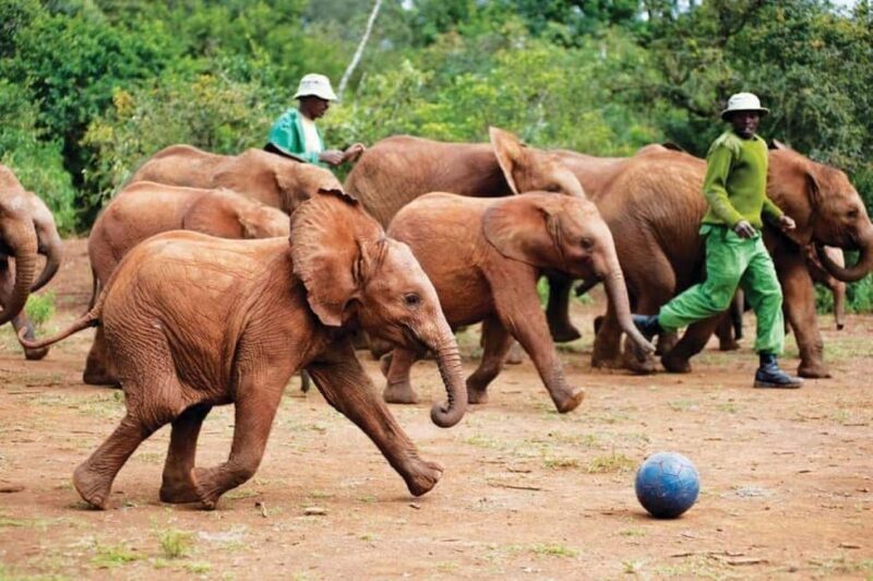 Nairobi: David Sheldrick, Giraffe Center & Kobe Beads - Discover Nairobi’s Top Attractions in a Convenient Day Tour