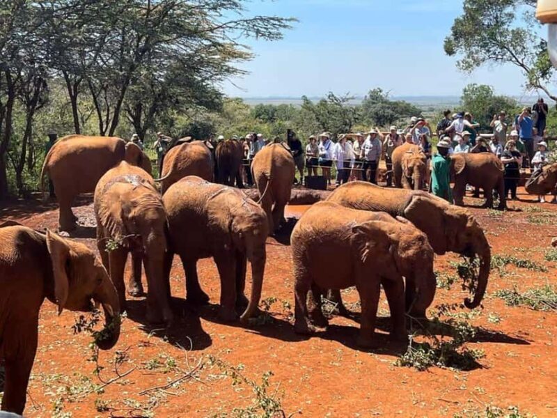 Nairobi: David Sheldrick, Giraffe Center & Kobe Beads - Who Should Consider This Tour