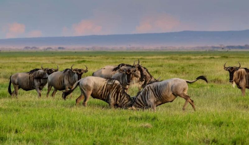 Nairobi: Day Tour to Amboseli National Park & Maasai Village - Key Points