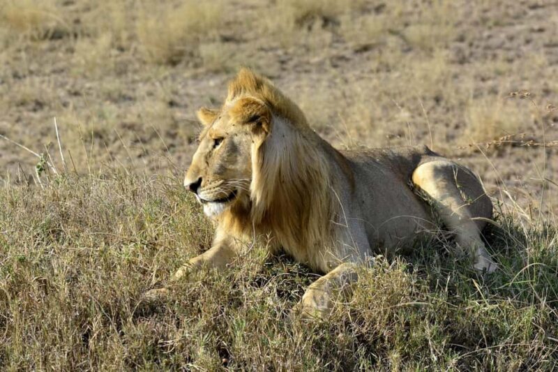 Nairobi: Day Tour to Amboseli National Park & Maasai Village - What Travelers Say: Authentic Feedback