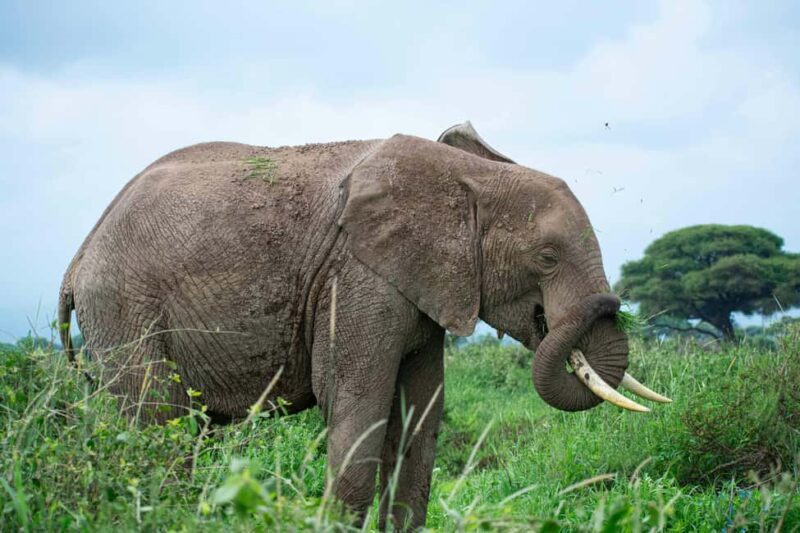 Nairobi: Day Tour to Amboseli National Park & Maasai Village - The Value & Who It’s For