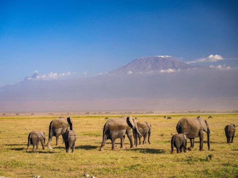 Nairobi: Day Trip to Amboseli National Park - Key Points