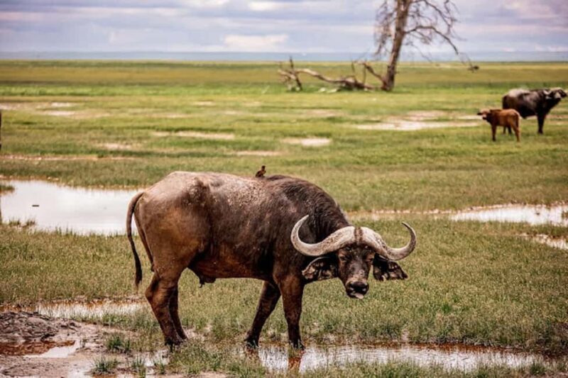Nairobi: Day Trip to Amboseli National Park - A Detailed Look at the Amboseli Day Trip