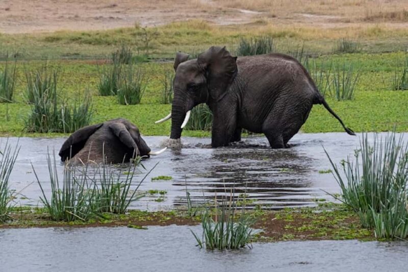 Nairobi: Day Trip to Amboseli National Park - Authenticity and Considerations