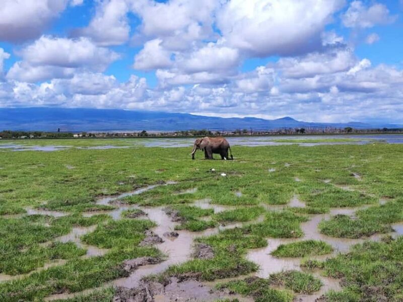 Nairobi: Day Trip to Amboseli National Park - The Sum Up