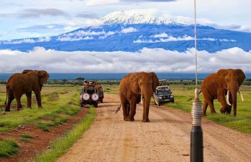 Nairobi: Day Trip to Amboseli National Park - FAQ