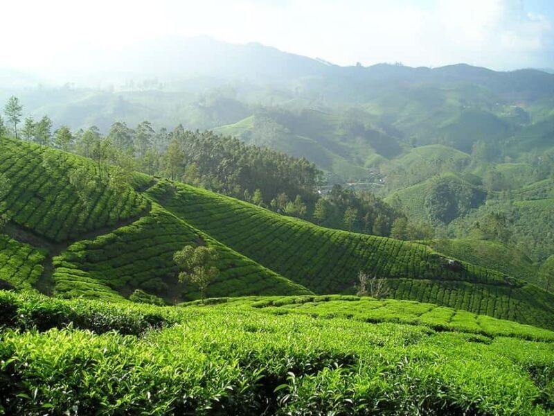 Nairobi: Day Trip to Purple Tea Farm in Gatura Greens - Key Points