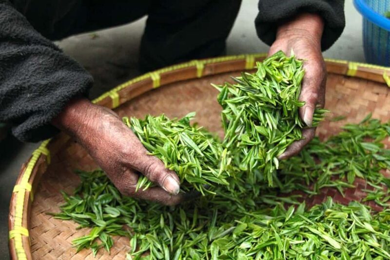 Nairobi: Day Trip to Purple Tea Farm in Gatura Greens - Scenic Drive from Nairobi to Gatura Greens