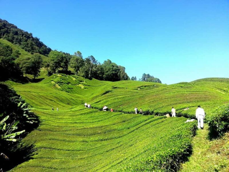 Nairobi: Day Trip to Purple Tea Farm in Gatura Greens - Tea Tasting and Flavour Exploration