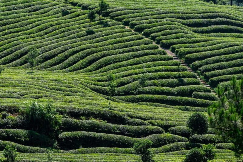 Nairobi: Day Trip to Purple Tea Farm in Gatura Greens - Strolling Through the Tea Gardens