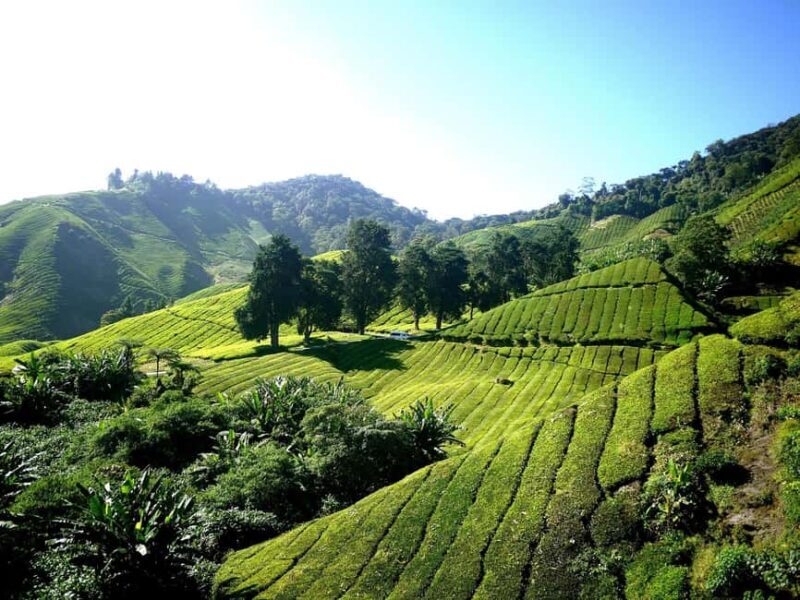 Nairobi: Day Trip to Purple Tea Farm in Gatura Greens - Practical Details and Tips