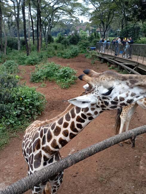 Nairobi: Elephant Sanctuary and Giraffe Center Day Tour - Key Points