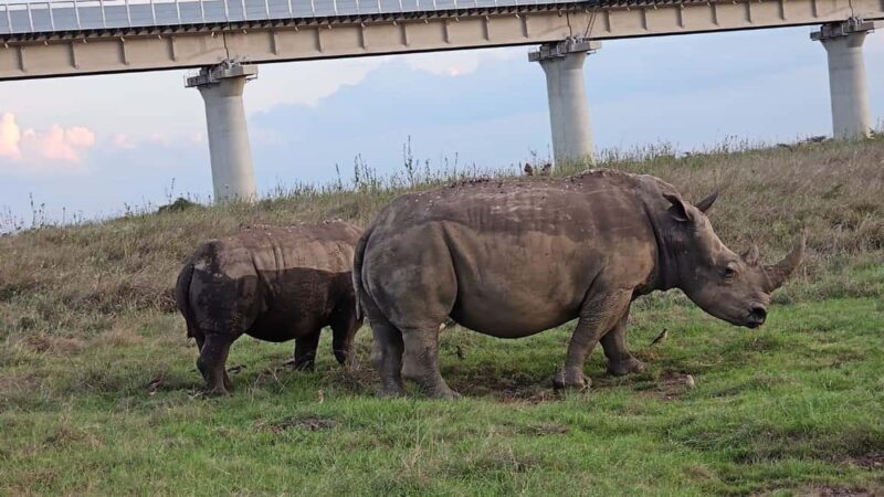 Nairobi: Elephant Sanctuary and Giraffe Center Day Tour - Frequently Asked Questions