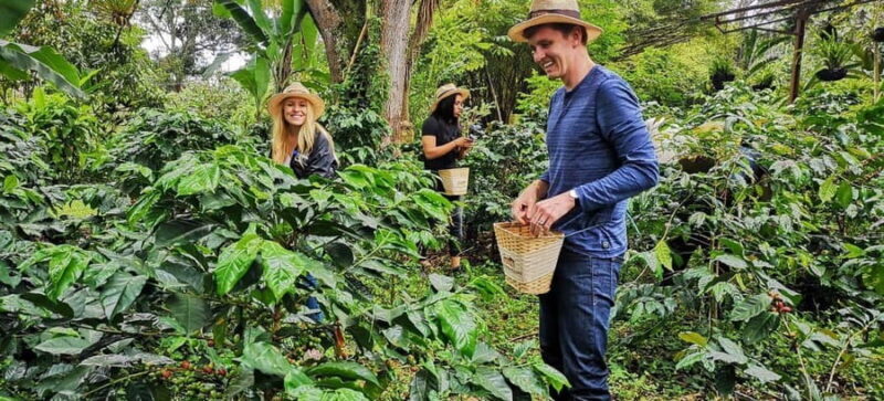 Nairobi: Fairview Coffee Estate Guided Tour with Tasting - Practical Tips for Making the Most of Your Tour