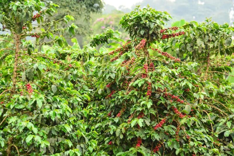 Nairobi: Fairview Coffee Estate Tour (Tasting and Pickup) - FAQ