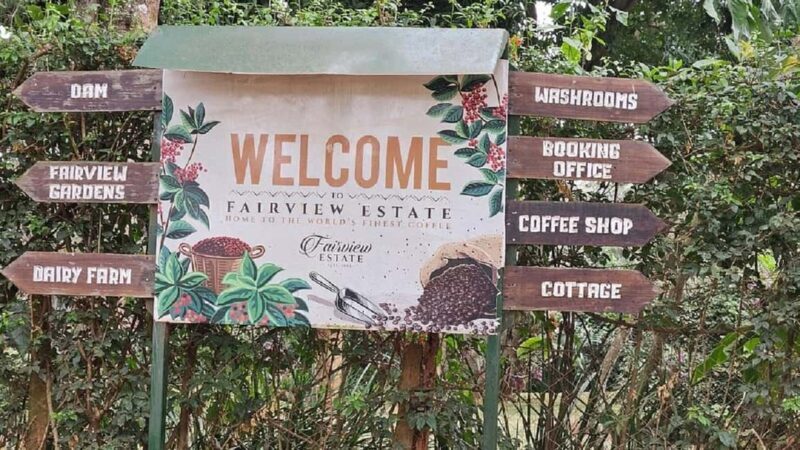 Nairobi: Fairview Coffee Estate Tour with Coffee Tasting - An Honest Look at the Fairview Coffee Estate Tour