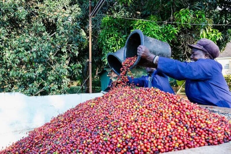 Nairobi: Fairview Coffee Estate Tour with Coffee Tasting - FAQ