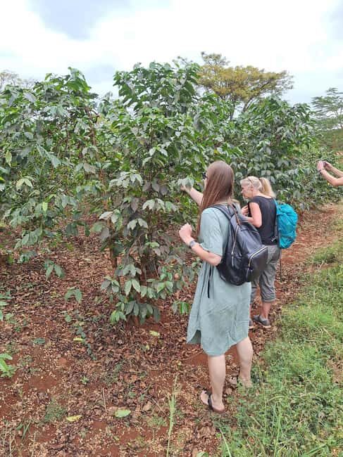 Nairobi: Fairview Coffee Farm Day Trip with Hotel Pickup - Key Points