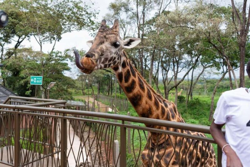 Nairobi: Giraffe Center Day Trip - Key Points