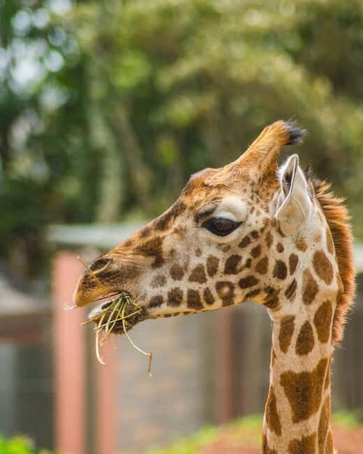 Nairobi: Giraffe Center Day Trip - What to Expect on the Trip