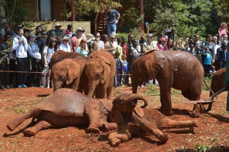 Nairobi: Giraffe Centre and Elephant Orphanage Tour - An Introduction to the Tour Experience