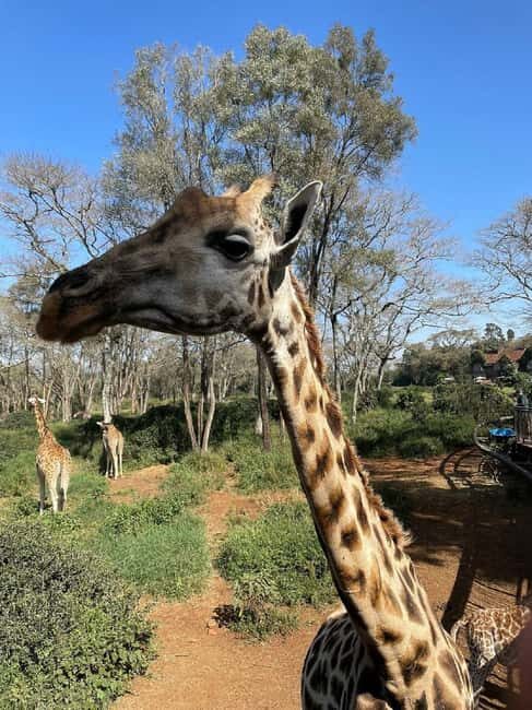 Nairobi: Giraffe Centre and Elephant Orphanage Tour - What Travelers Say and Why It Matters