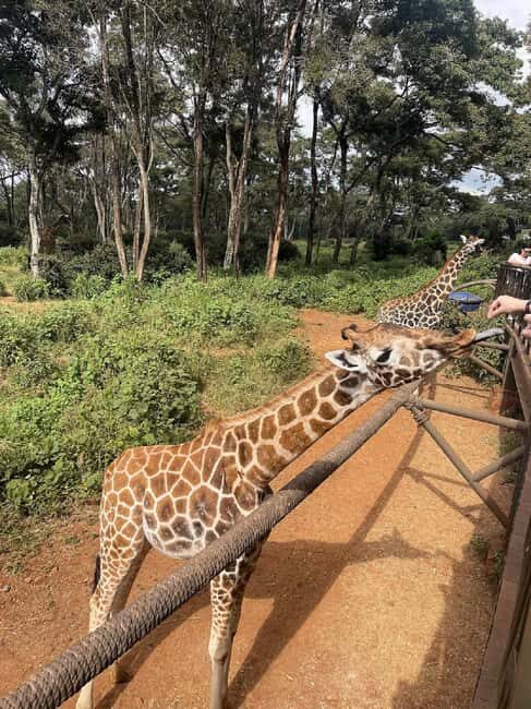 Nairobi: Giraffe Centre and Elephant Orphanage Tour - FAQ