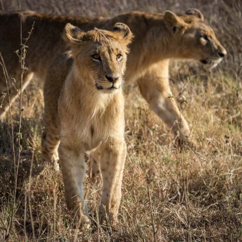 Nairobi: Group joining NNP Morning Game Drive with City View - Key Points