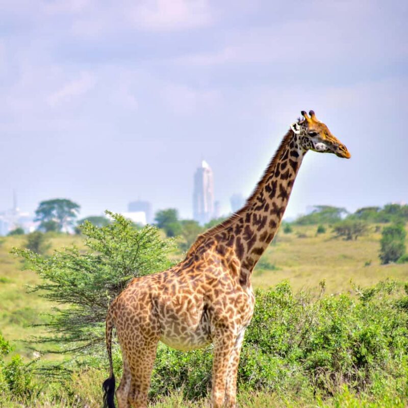 Nairobi: Group joining NNP Morning Game Drive with City View - A Practical, Authentic Safari Near Nairobi