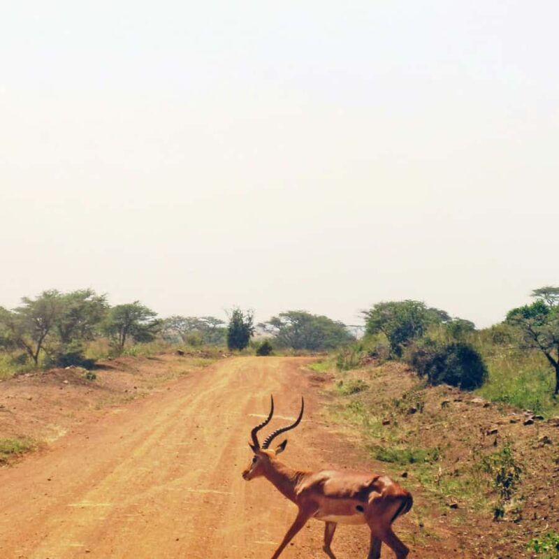 Nairobi: Group joining NNP Morning Game Drive with City View - The Value of This Tour