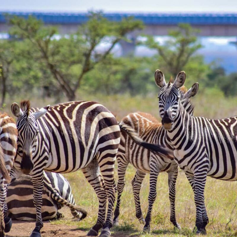 Nairobi: Group joining NNP Morning Game Drive with City View - Who Will Love This Tour?