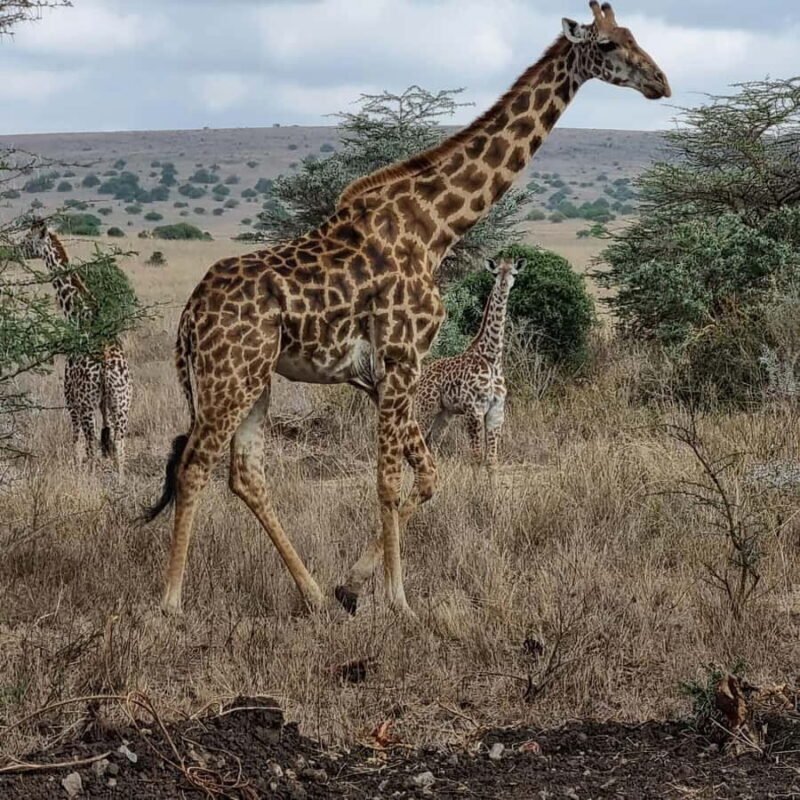 Nairobi: Group joining NNP Morning Game Drive with City View - The Sum Up