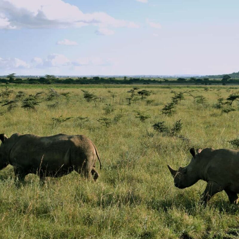 Nairobi: Group joining NNP Morning Game Drive with City View - FAQs