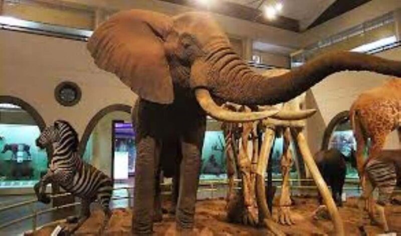 Nairobi: Guided City Tour with Nairobi National Museum Entry - Who Will Love This Tour?
