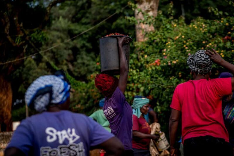 Nairobi: Guided Coffee Farm Tour with Tastings - Exploring the Tour: A Step-by-Step Breakdown