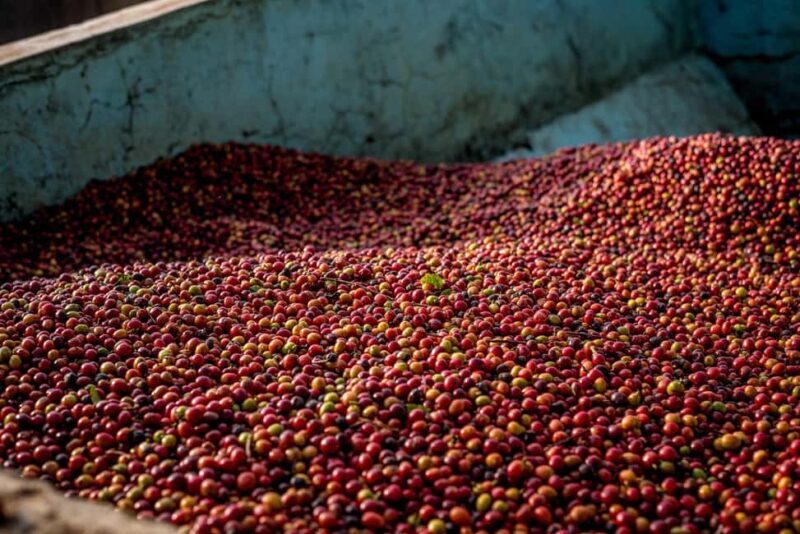Nairobi: Guided Coffee Farm Tour with Tastings - Why This Tour Offers Real Value