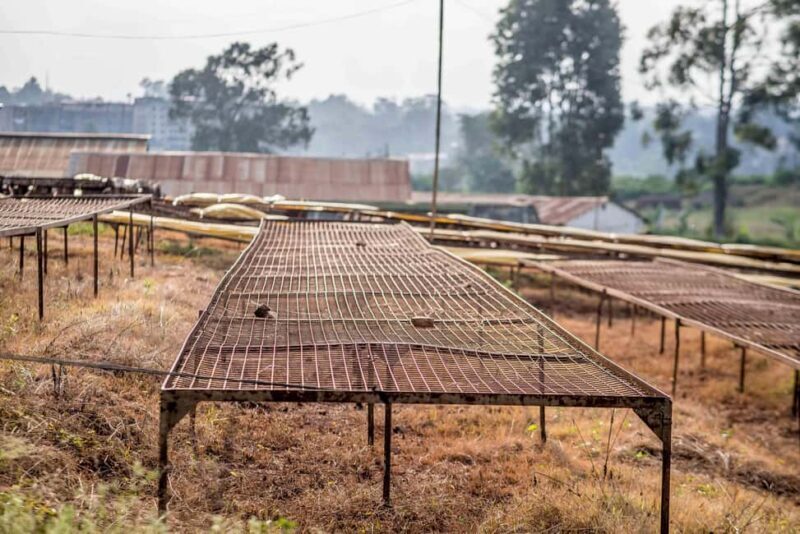 Nairobi: Guided Coffee Farm Tour with Tastings - FAQ
