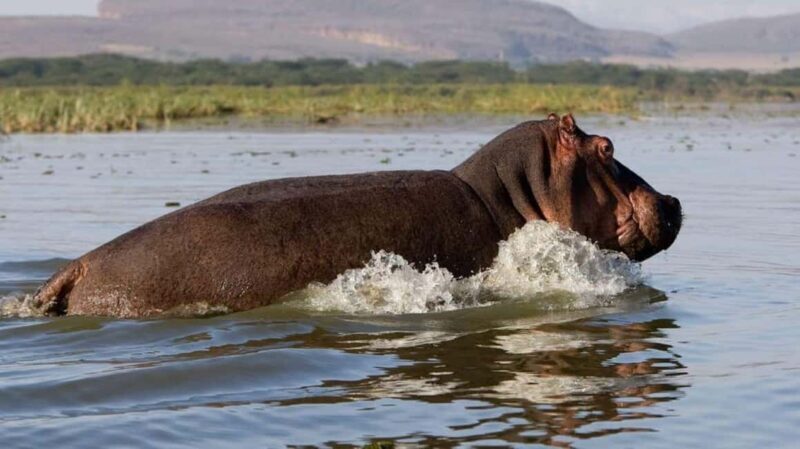 Nairobi: Hell's Gate National Park and Lake Naivasha Tour - What Makes This Tour Stand Out