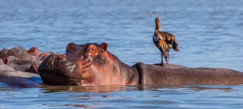 Nairobi: Hell's Gate National Park and Lake Naivasha Tour - Exploring the Day Itinerary