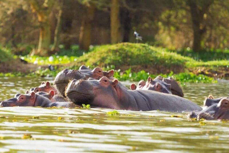 Nairobi: Hell's Gate National Park & Lake Naivasha Boat Ride - Final Thoughts: Who Will Love This Tour?