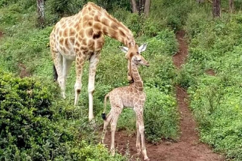 Nairobi: Karen Blixen Museum and Giraffe Center Tour - Key Points