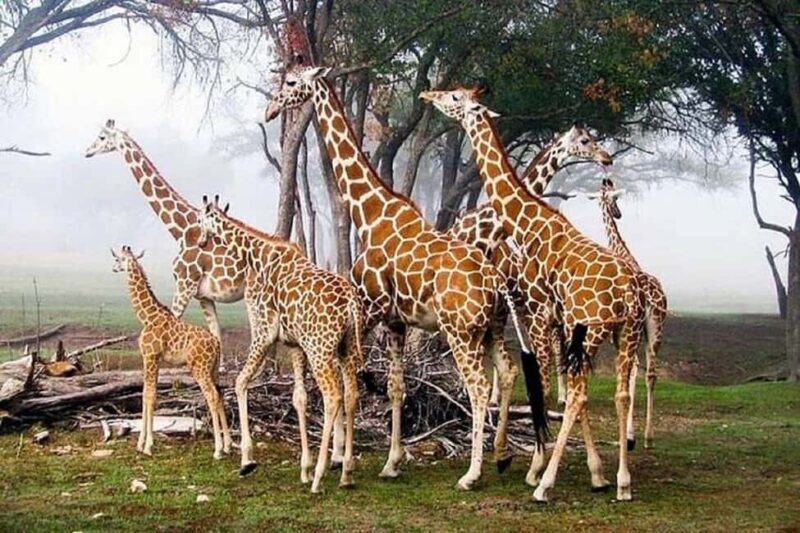Nairobi: Karen Blixen Museum and Giraffe Center Tour - What to Expect & Practical Tips