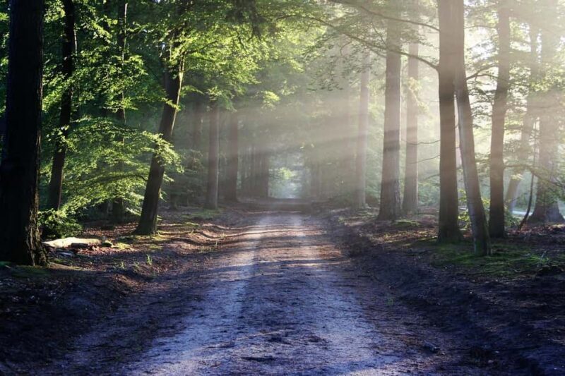 Nairobi: Karura Forest Guided Walking Tour - An In-Depth Look at the Tour Experience
