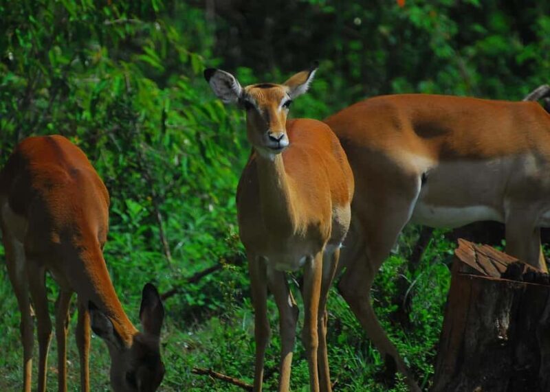 Nairobi: Karura Forest Guided Walking Tour - FAQs