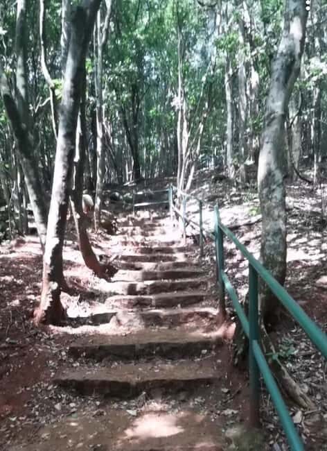 Nairobi: Karura Forest Nature Trail and Hike - Who Will Love This Tour?